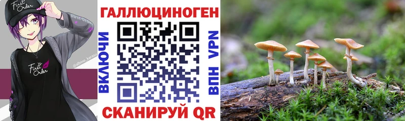 Галлюциногенные грибы Psilocybe  купить   Льгов 